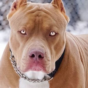 Meet your Posher, Bruce